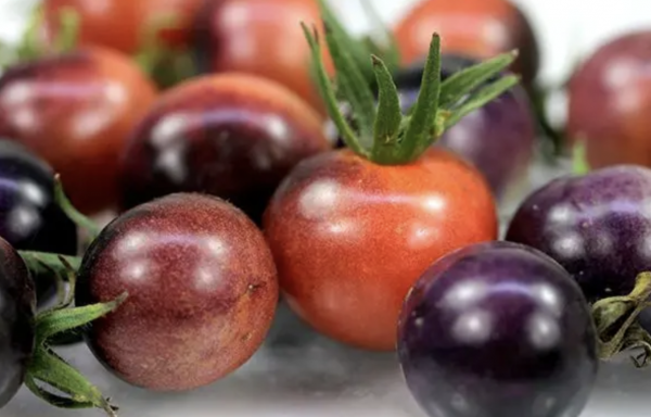Cherry Tomatoes (Variety Mix)